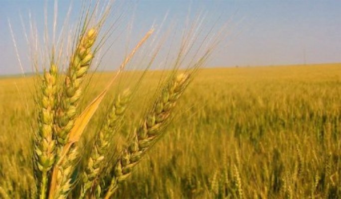 Rusia nu mai poate acoperi necesarul de grâu al Europei